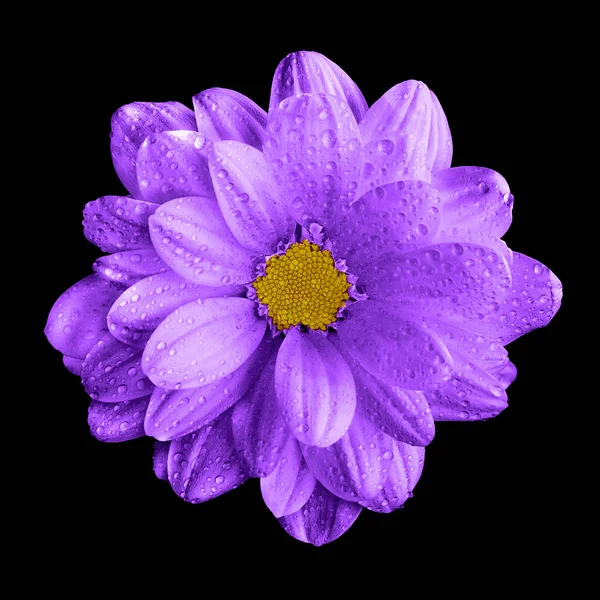 Сюрреалистический темно-фиолетовый макрос цветка герберы, изолированный на черном — стоковое фото