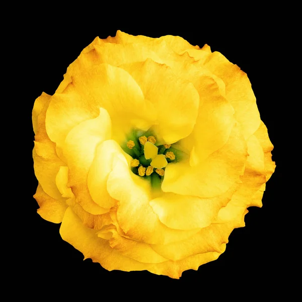 Natural yellow rose flower isolated on black — Stock Photo, Image