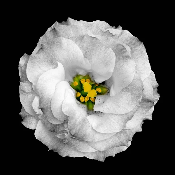 Surrealistiska konstiga grå ros blomma isolerade på svart — Stockfoto