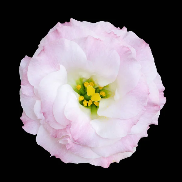 Φυσικό τρυφερό ροζ και λευκό τριαντάφυλλο απομονώνονται σε μαύρο — Φωτογραφία Αρχείου