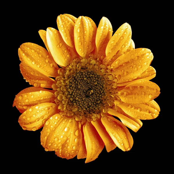 Turuncu Kasımpatı çiçeği makro siyah izole — Stok fotoğraf