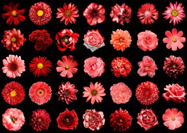 35 in siyah izole 1 mega pack doğal ve gerçeküstü kırmızı çiçekler