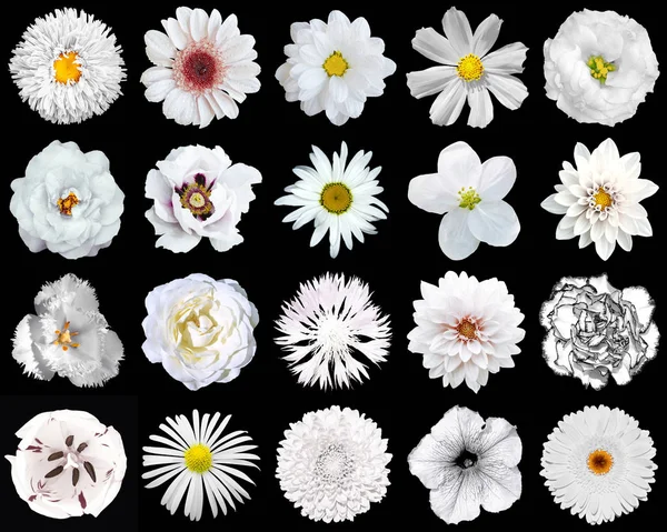 Siyah izole 1 20 mega pack doğal ve gerçeküstü beyaz çiçekler — Stok fotoğraf