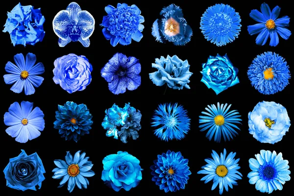 नैसर्गिक आणि अवास्तव निळ्या फुलांचे मेगा पॅक 24 1 मध्ये काळ्यावर वेगळे — स्टॉक फोटो, इमेज