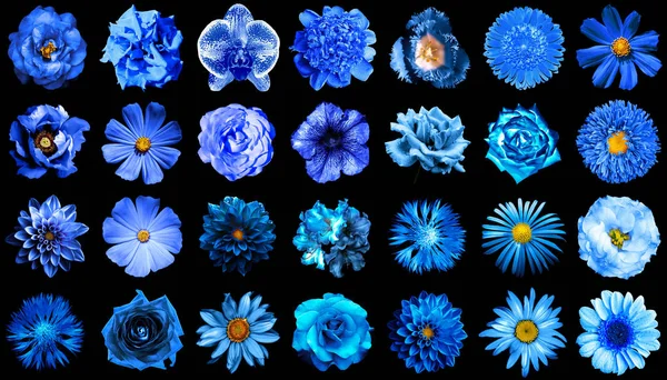 Mega pack de flores azules naturales y surrealistas 28 en 1 aisladas en negro — Foto de Stock