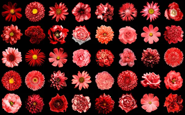 Mega pack de flores rojas naturales y surrealistas 40 en 1 aisladas en negro — Foto de Stock