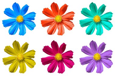 Renkli Primula paket üzerinde beyaz izole makro çiçekler