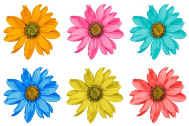 Beyaz izole renkli dekoratif ayçiçeği makro sürüsü