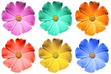 Renkli Primula paket üzerinde beyaz izole makro çiçekler