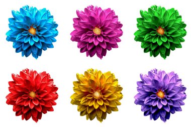 Renkli gerçeküstü dahlia paket üzerinde beyaz izole makro çiçekler