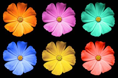 Siyah izole renkli Primula çiçek makro sürüsü