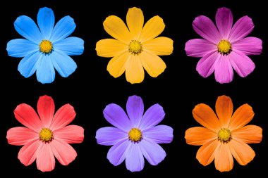 Paketi siyah izole renkli Primula çiçek