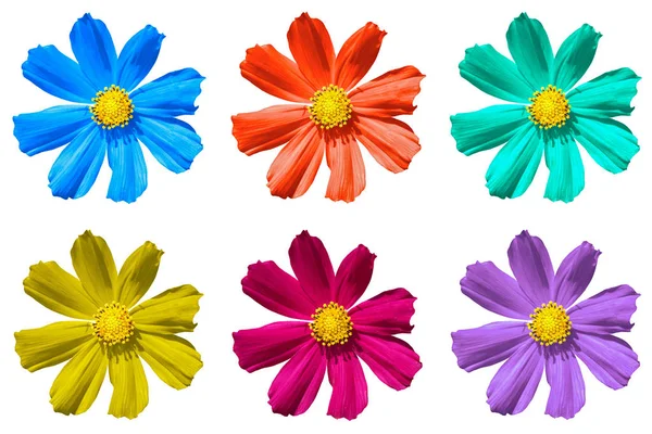 Pack of colored Primula flowers macro isolated on white — Stock Photo, Image
