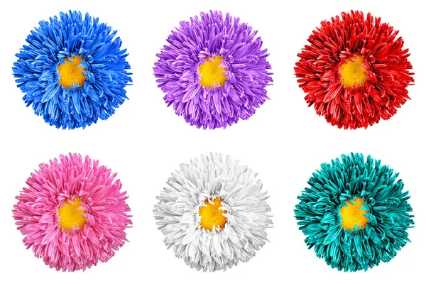 Pacote de flores aster coloridas com macro coração amarelo isolado em branco — Fotografia de Stock