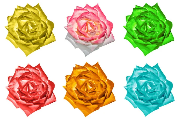 Balení barevných něžně růžové květy makro izolovaných na bílém — Stock fotografie