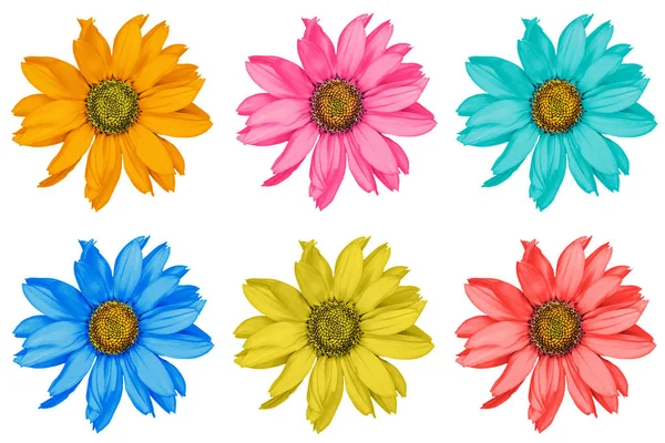 Pacote de girassóis decorativos coloridos macro isolado em branco — Fotografia de Stock