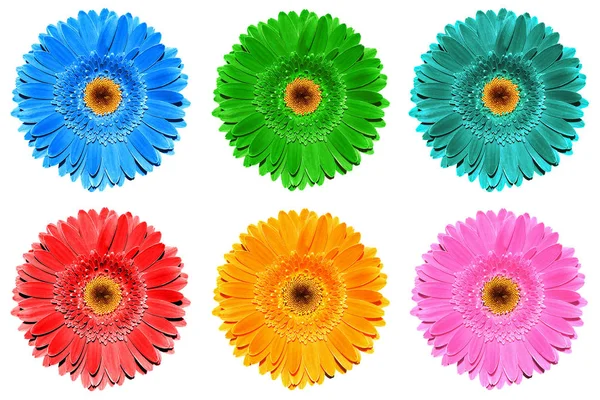 Pacote de flores de gerbera coloridas macro isolado em branco — Fotografia de Stock