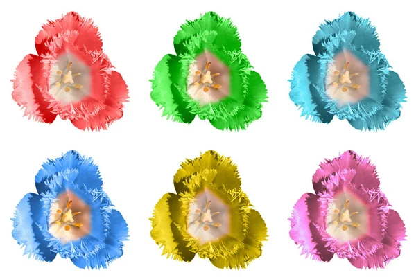 Packung farbige exotische zarte Tulpenblüten Makro isoliert auf weiß — Stockfoto