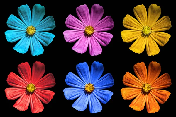 Pack of colored Primula flowers macro isolated on black — Stock Photo, Image