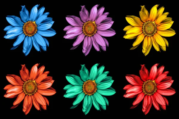 Pacote de girassóis decorativos surreais coloridos macro isolado em preto — Fotografia de Stock