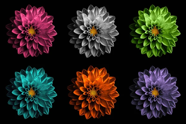 Lot de fleurs de dahila surréalistes colorées macro isolées sur noir — Photo