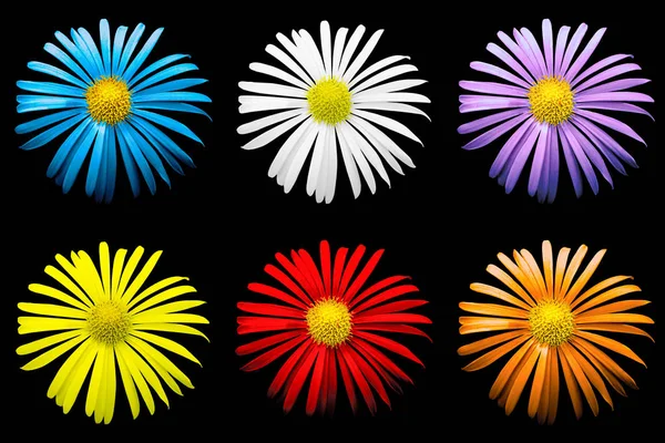 Pack de flores surrealistas de crisantemo brillante de colores macro aisladas en negro — Foto de Stock