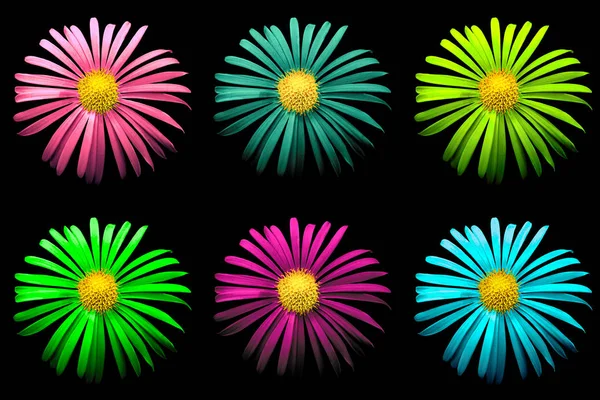 Pack of colored surreal bright chrysanthemum flowers macro isolated on black — Stock Photo, Image