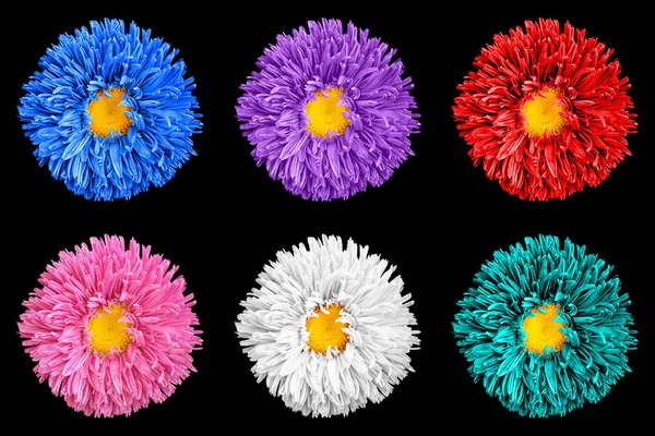 Beyaz izole sarı kalp makro çiçeklerle renkli aster sürüsü — Stok fotoğraf