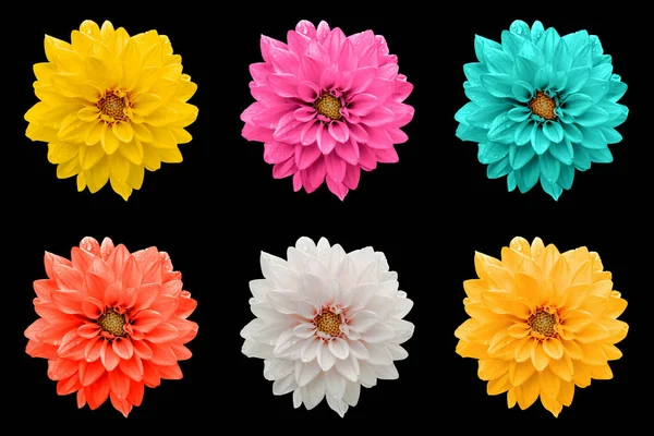 Pack of colored dahila flowers macro isolated on black — Stock Photo, Image