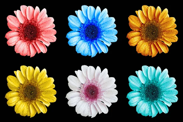 Pack of colored chrysanthemum flowers macro isolated on black — Stock Photo, Image