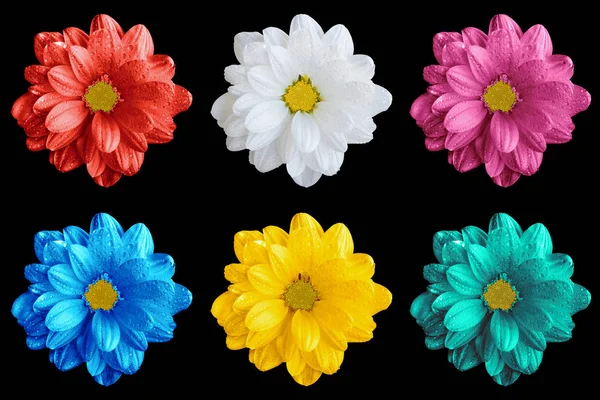 Förpackning med färgade surrealistiska gerbera blommor makro isolerade på svart — Stockfoto