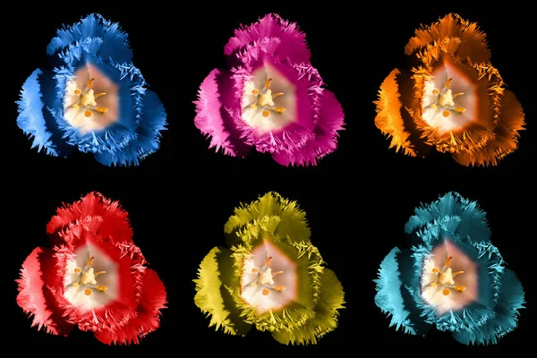 Packung mit farbigen surrealen dunklen Chrom exotischen Tulpenblumen Makro isoliert auf schwarz — Stockfoto