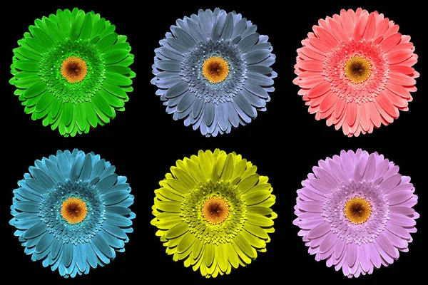 Förpackning med färgade gerbera blommor makro isolerade på svart — Stockfoto