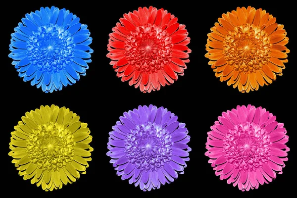 Pacote de flores de fantasia surrealista colorido macro isolado em preto — Fotografia de Stock