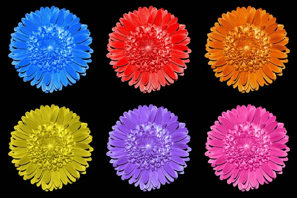 Pack de fleurs fantaisie surréaliste coloré macro isolé sur noir — Photo