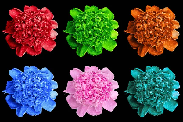 Confezione di fiori di peonia bagnati colorati macro isolati su nero — Foto Stock