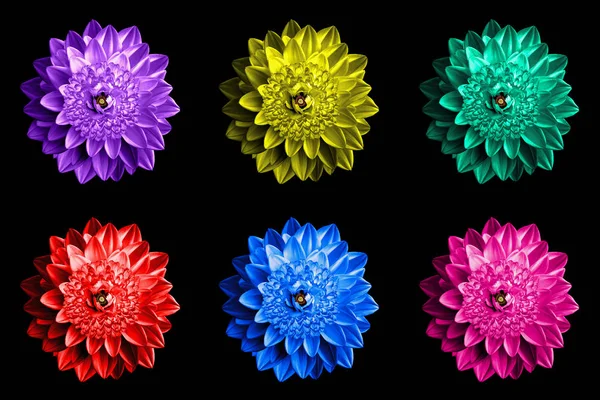 Pack of colored surrealistic fantasy flowers macro isolated on black — Stock Photo, Image