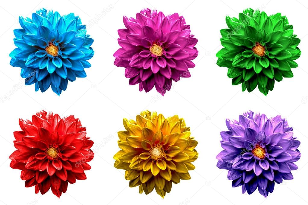 Pack of colored surreal dahlia flowers macro isolated on white