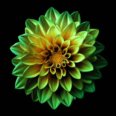 Siyah izole gerçeküstü karanlık chrome yeşil ve sarı çiçek dahlia makro