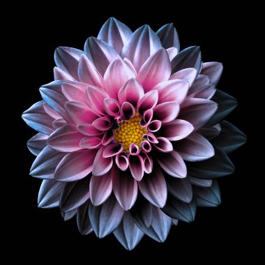 Siyah üzerine pembe ve mor çiçek dahlia makro izole gerçeküstü koyu krom