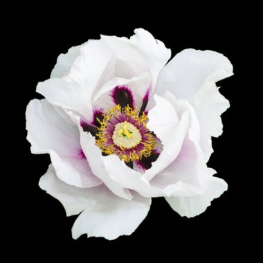 Beyaz Şakayık çiçeği makro fotoğrafçılık üzerine siyah izole