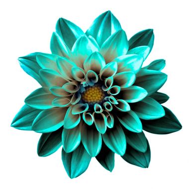 Gerçeküstü koyu krom turkuaz çiçek dahlia makro üzerinde beyaz izole