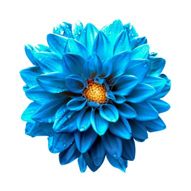 Gerçeküstü koyu krom açık mavi dalya makro üzerinde beyaz izole