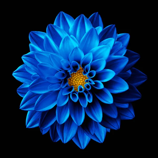 Сюрреалістична темно-хромована блакитна квітка даля макро ізольована на чорному — стокове фото