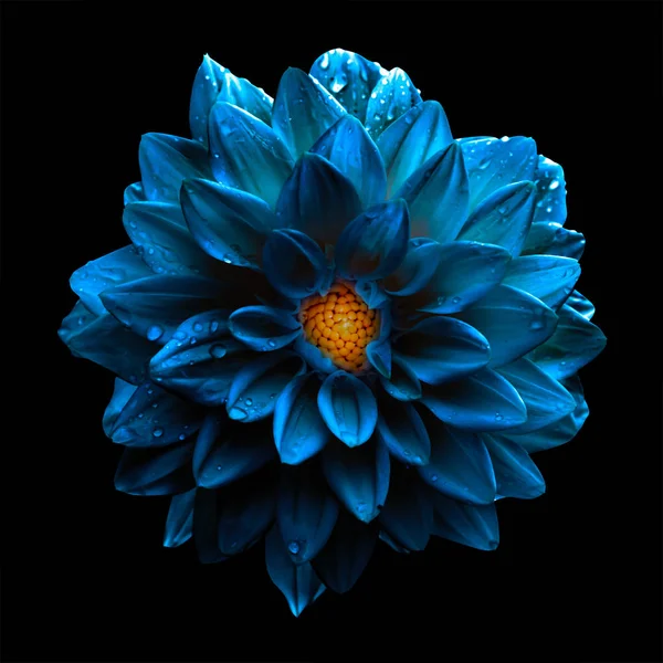 Surreal escuro cromo azul flor dahlia macro isolado em preto — Fotografia de Stock