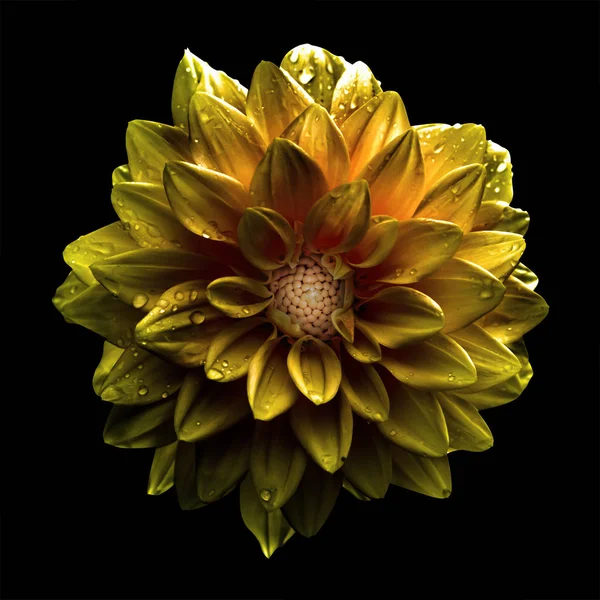 Surreal dark chrome gold flower dahlia macro isolated on black — Stock Photo, Image