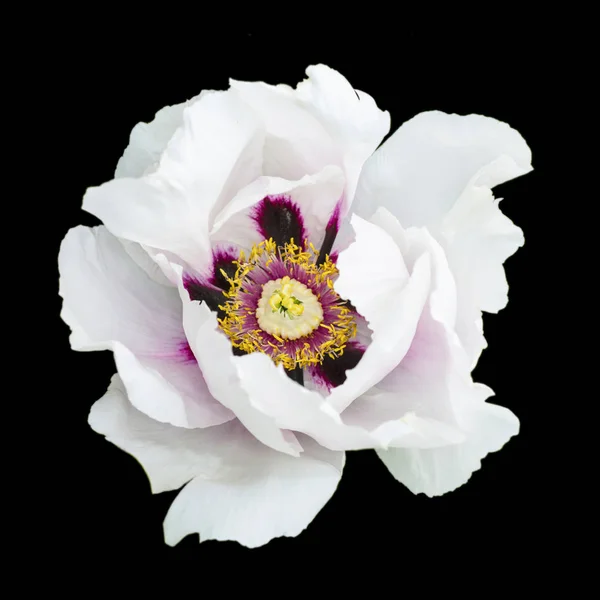 White peony flower macro photography isolated on black — Stock Photo, Image