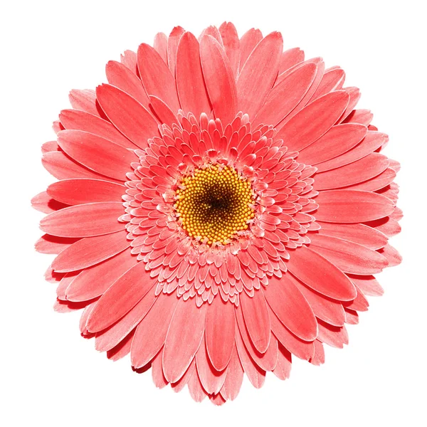 Red gerbera flower macro photography isolated on white — Stock Photo, Image