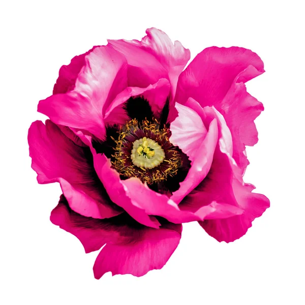 Σουρεαλιστικό σκούρο χρώμιο οξύ Ροζ παπαρούνα λουλούδι μακρο απομονωθεί σε λευκό — Φωτογραφία Αρχείου