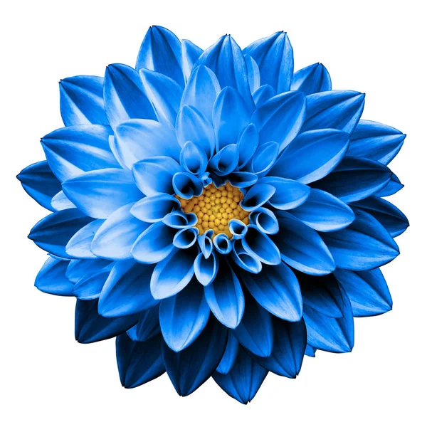 Surrealistyczne chrom ciemny niebieski kwiat Dalia makro na białym tle — Zdjęcie stockowe